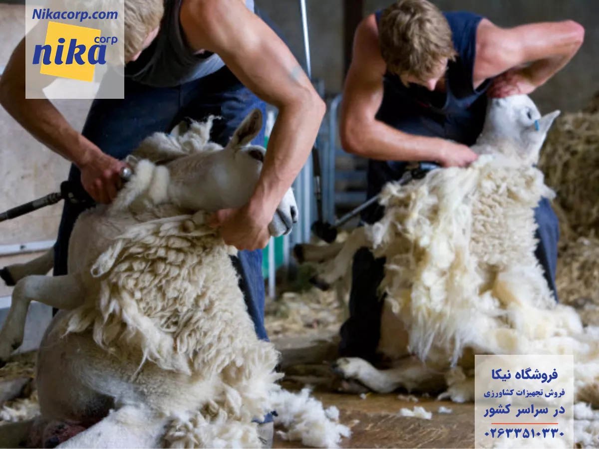 دو نفر در حال چیدن پشم گوسفندان به کمک دستگاه پشم چین برقی