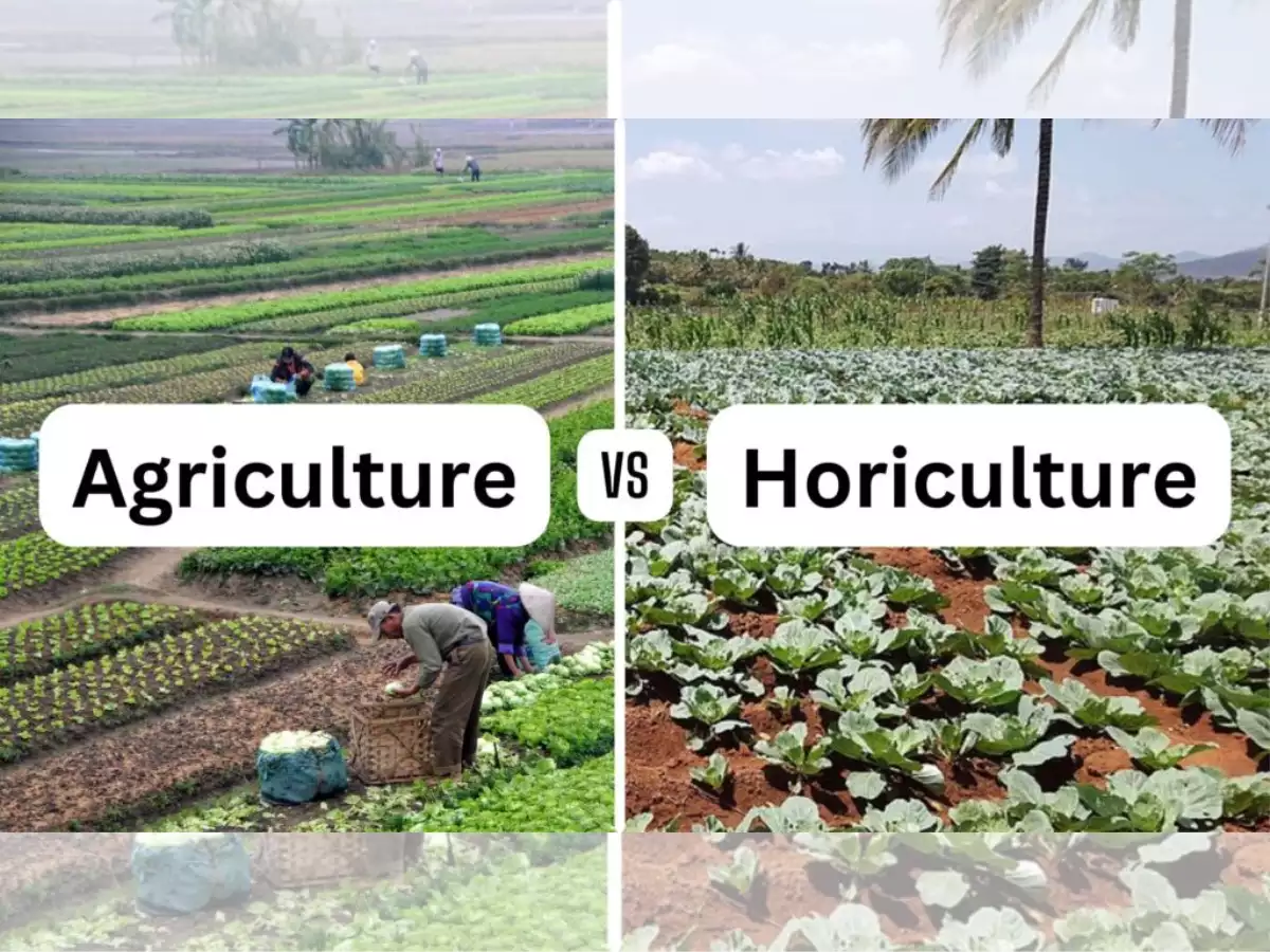 زراعت و باغداری چه تفاوتی دارند؟