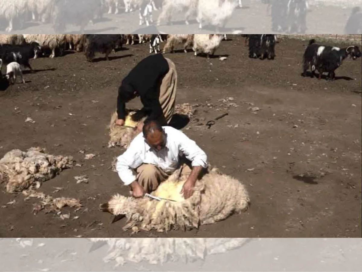 پشم چین فلای بیگ، ماشینی تخصصی برای گوسفندان